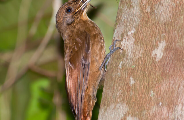 Plain-winged Woodcreeper