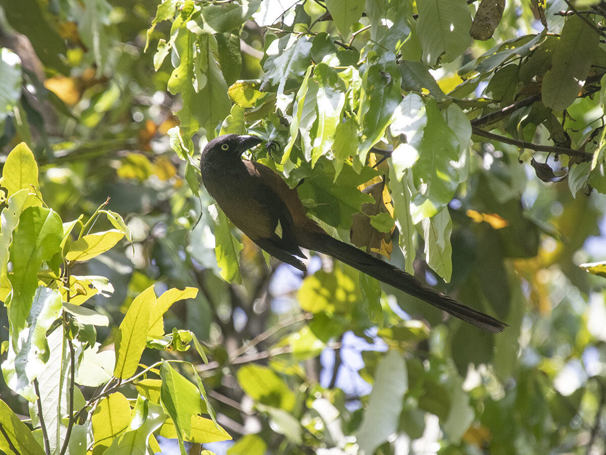 Andaman Treepie