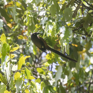 Andaman Treepie