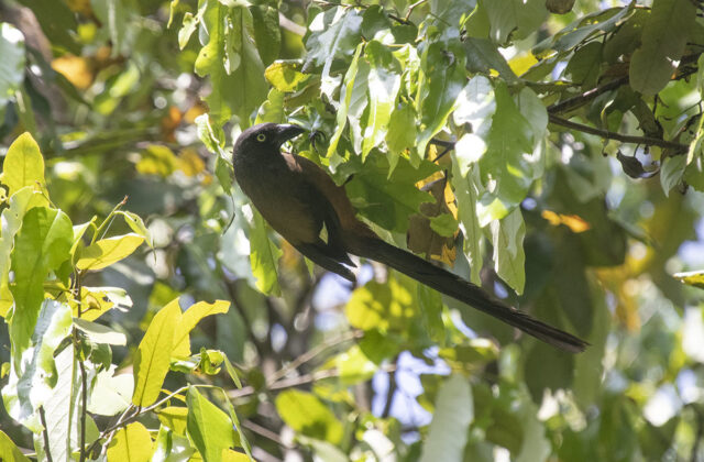 Andaman Treepie