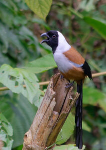 Collared Treepie