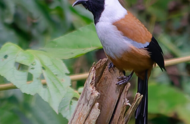 Collared Treepie