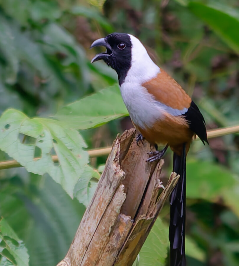 Collared Treepie