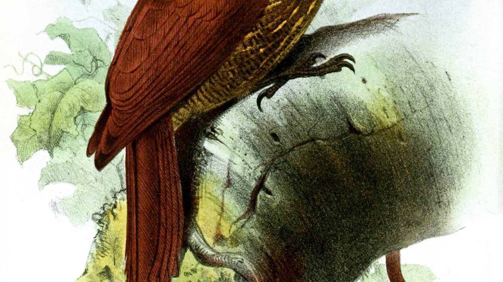Black-banded Woodcreeper