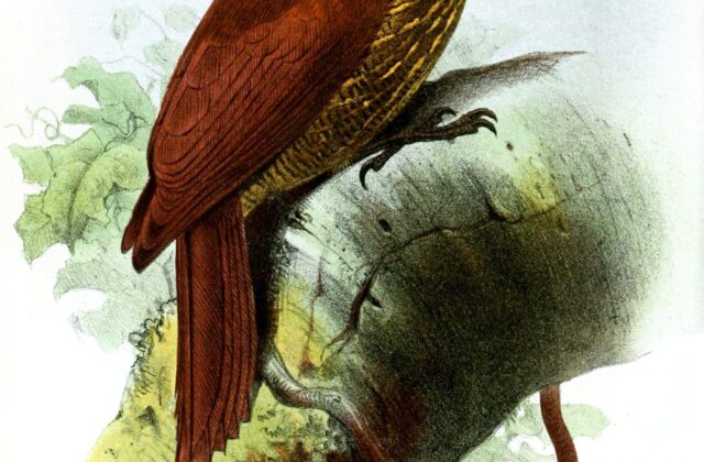 Black-banded Woodcreeper