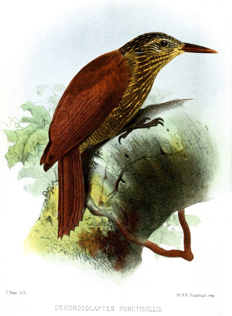 Black-banded Woodcreeper