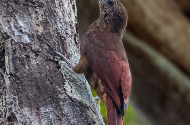 Hoffmanns’s Woodcreeper