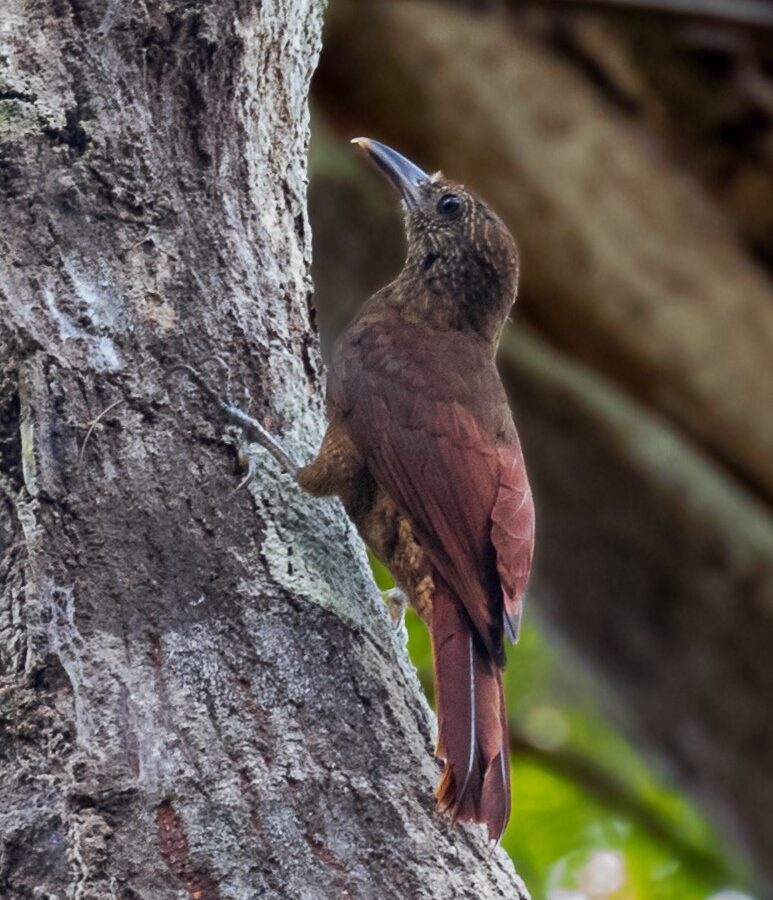 Hoffmanns’s Woodcreeper