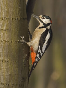 Great Spotted Woodpecker