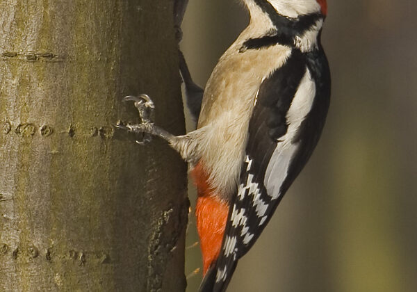 Great Spotted Woodpecker