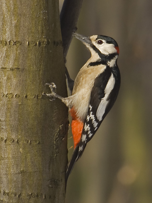 Great Spotted Woodpecker