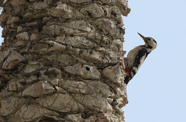 Sind Woodpecker