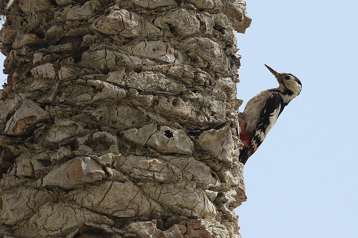 Sind Woodpecker