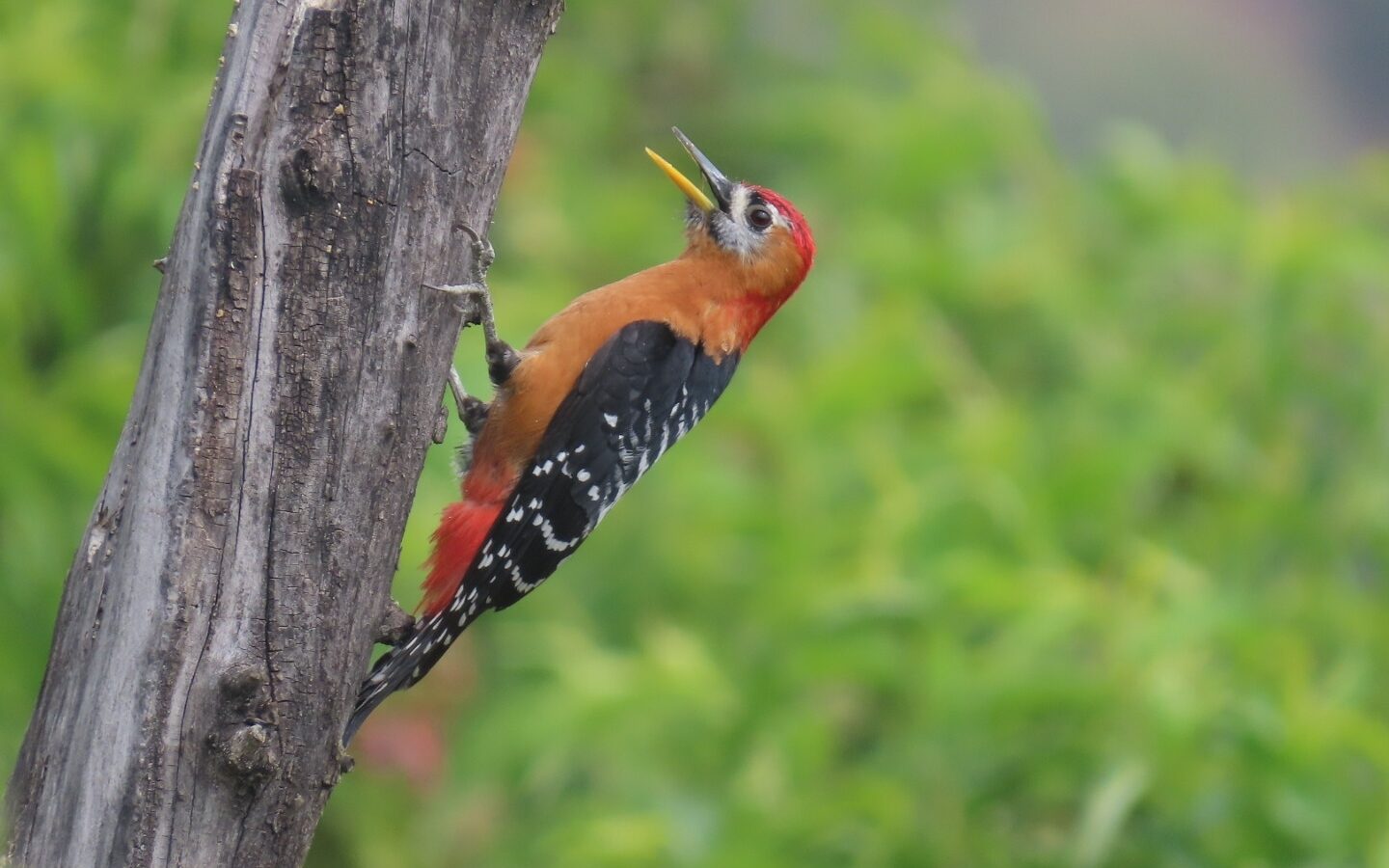 Rufous-bellied Woodpecker
