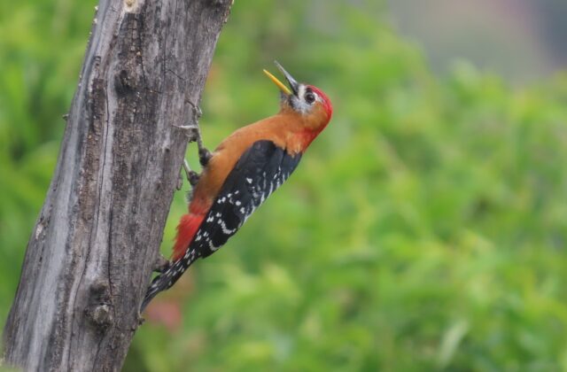Rufous-bellied Woodpecker
