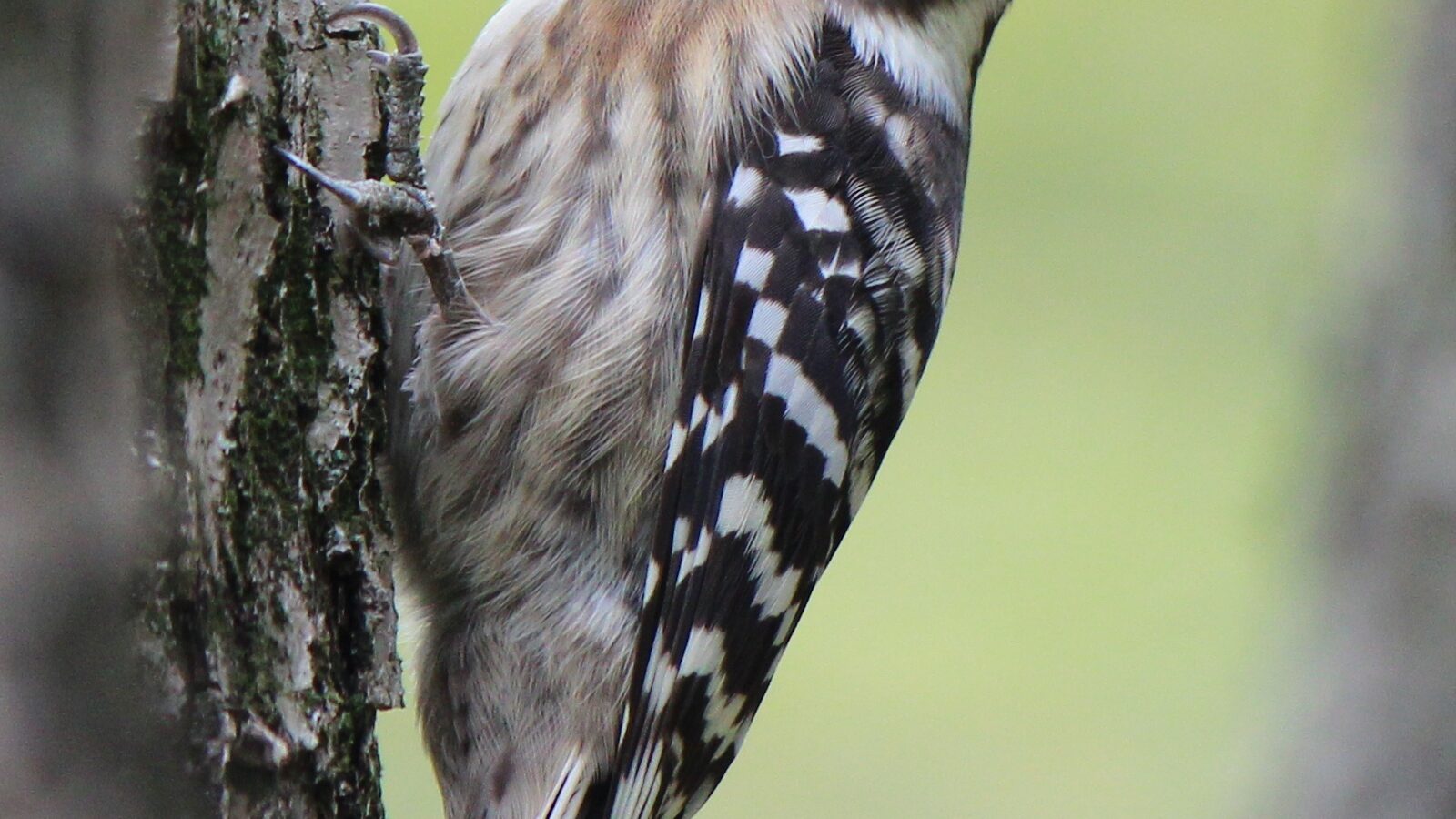 Japanese Pygmy Woodpecker