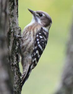 Japanese Pygmy Woodpecker