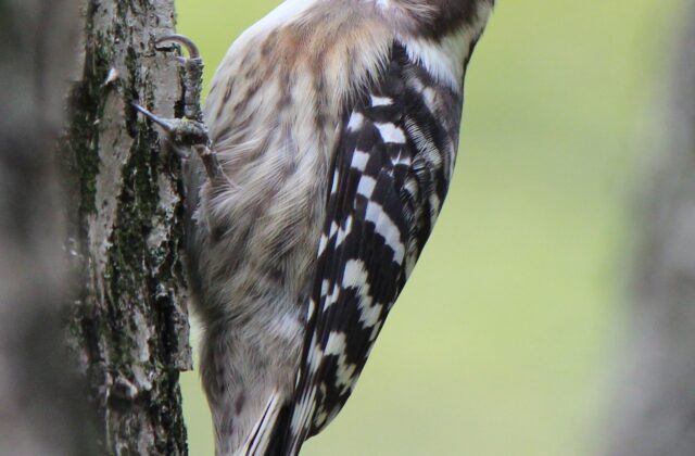 Japanese Pygmy Woodpecker