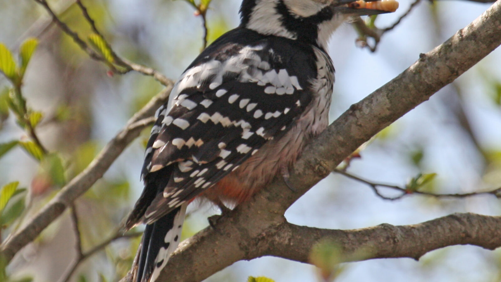 White-backed Woodpecker