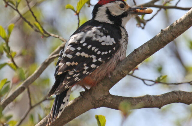 White-backed Woodpecker