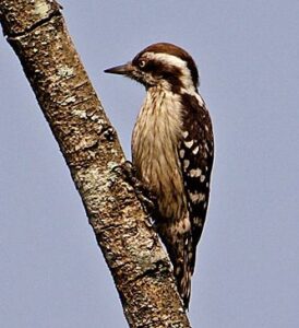 Brown-capped Pygmy Woodpecker