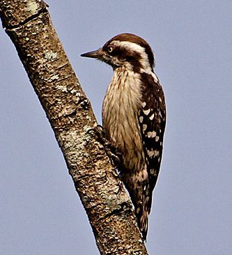 Brown-capped Pygmy Woodpecker
