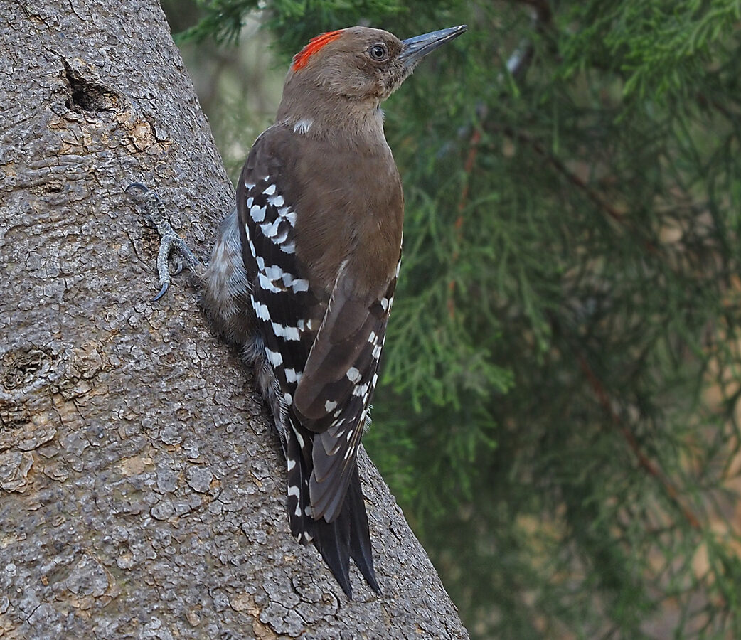 Arabian Woodpecker