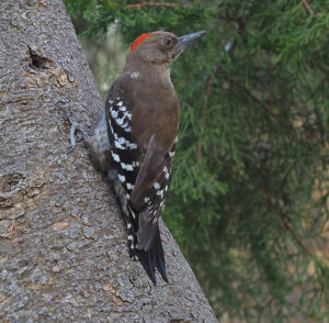 Arabian Woodpecker