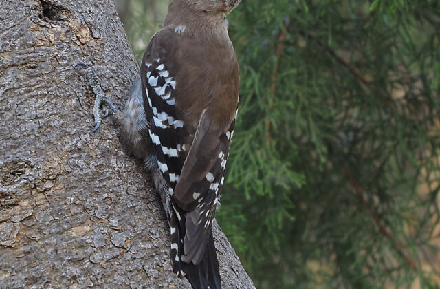 Arabian Woodpecker