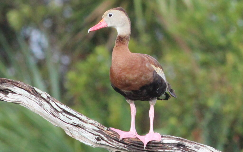Black-bellied Whistling Duck