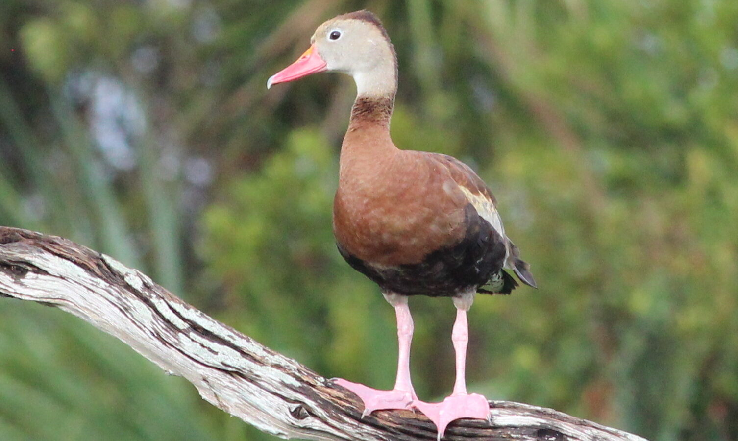 Black-bellied Whistling Duck
