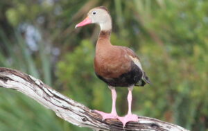 Black-bellied Whistling Duck