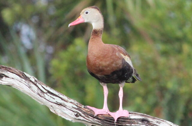 Black-bellied Whistling Duck
