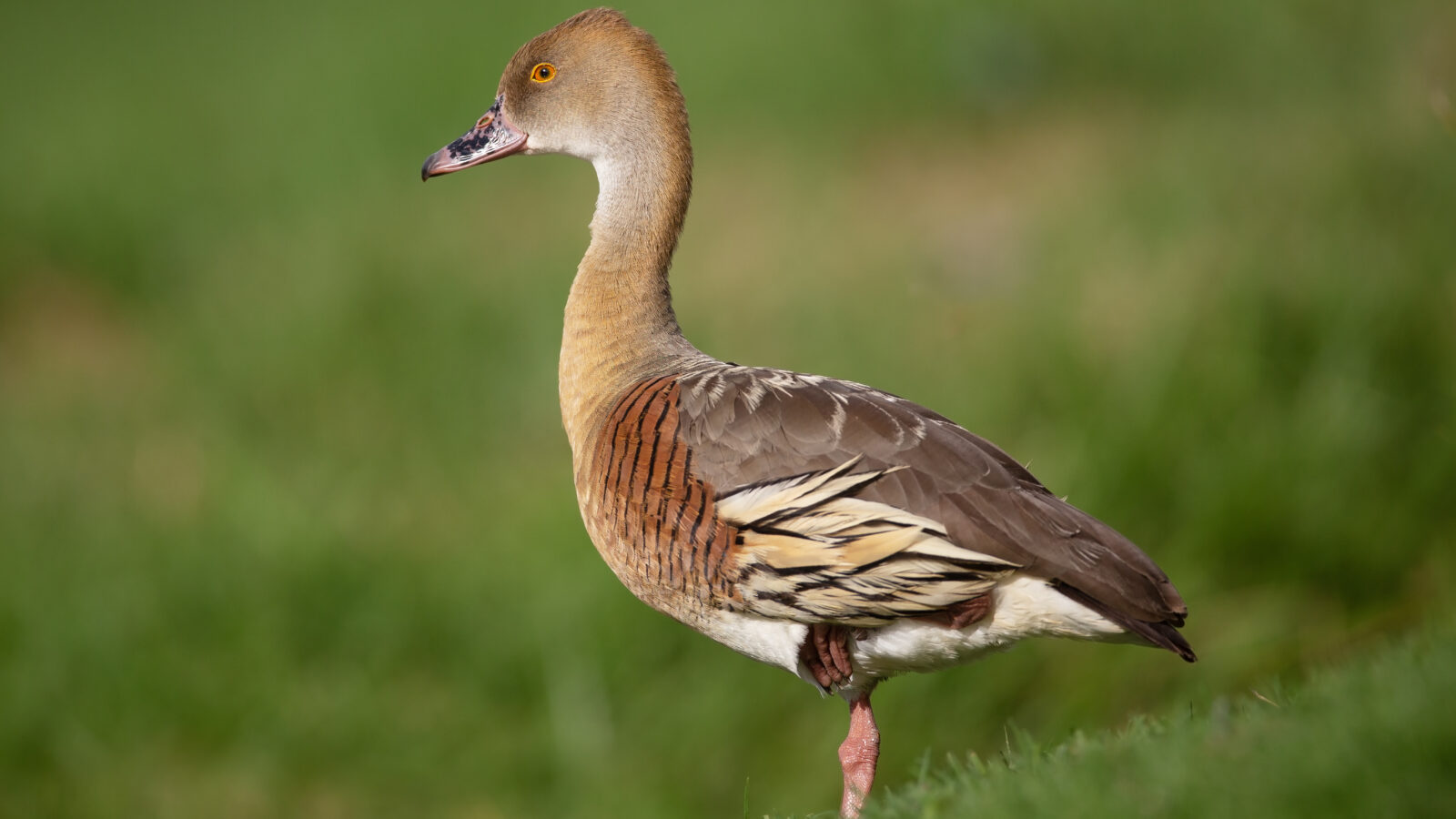 Plumed Whistling Duck