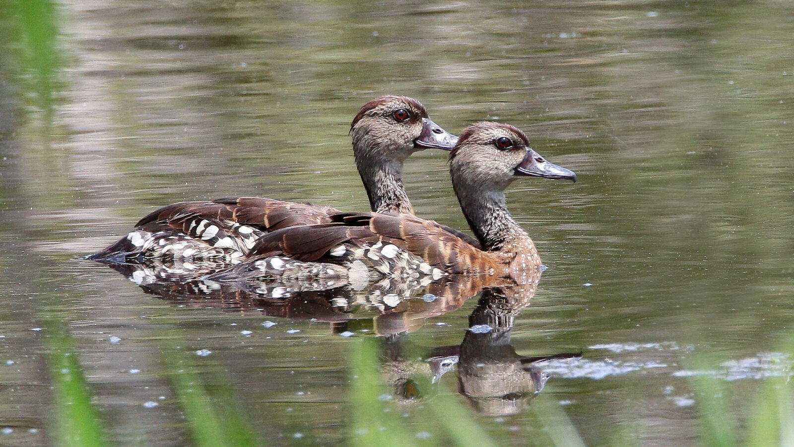 Spotted Whistling Duck