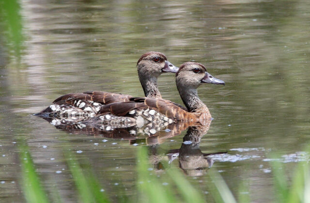 Spotted Whistling Duck