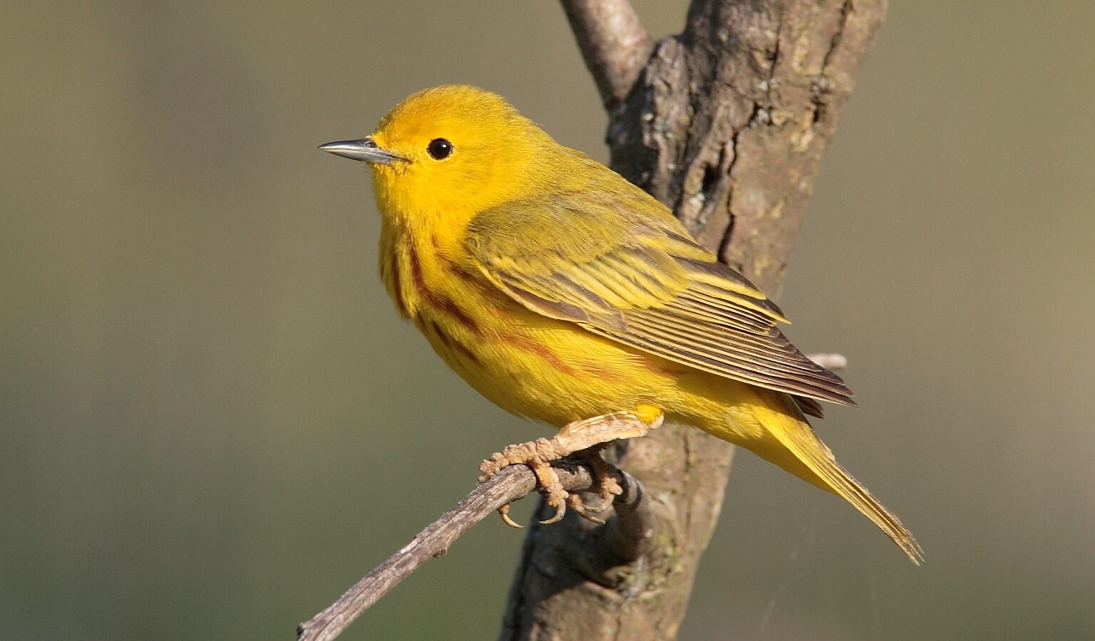 American Yellow Warbler