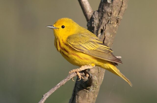 American Yellow Warbler