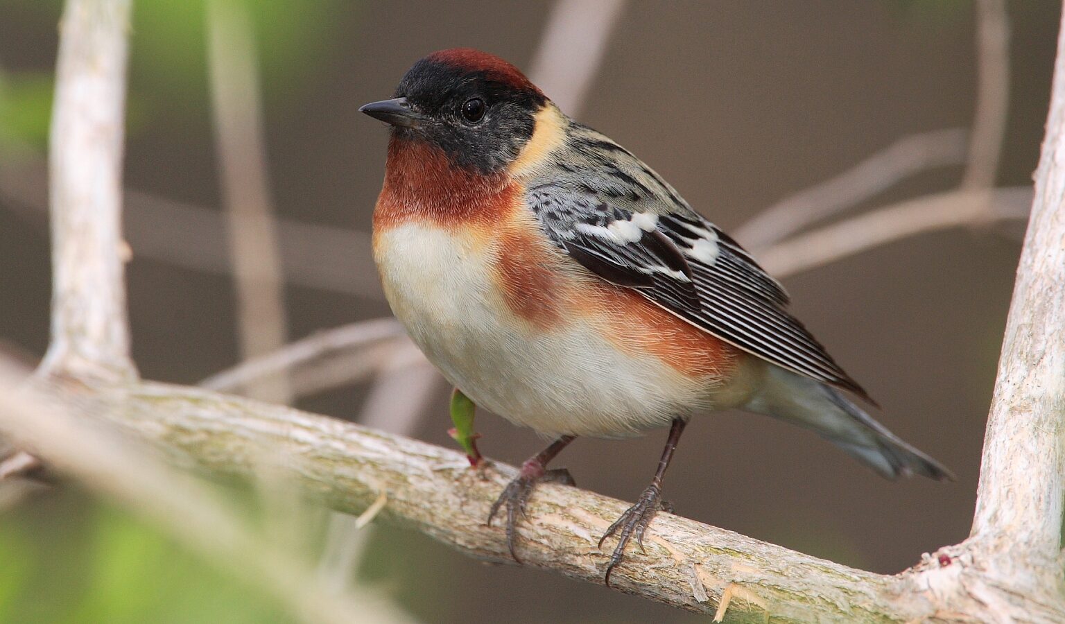 Bay-breasted Warbler