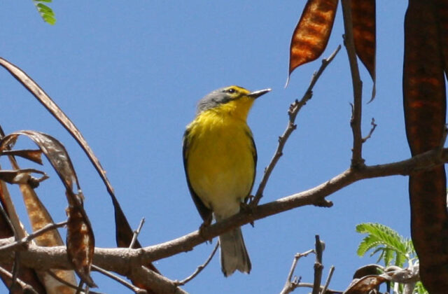 Adelaide’s Warbler