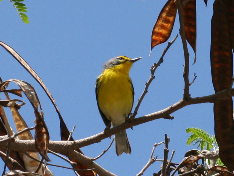 Adelaide’s Warbler