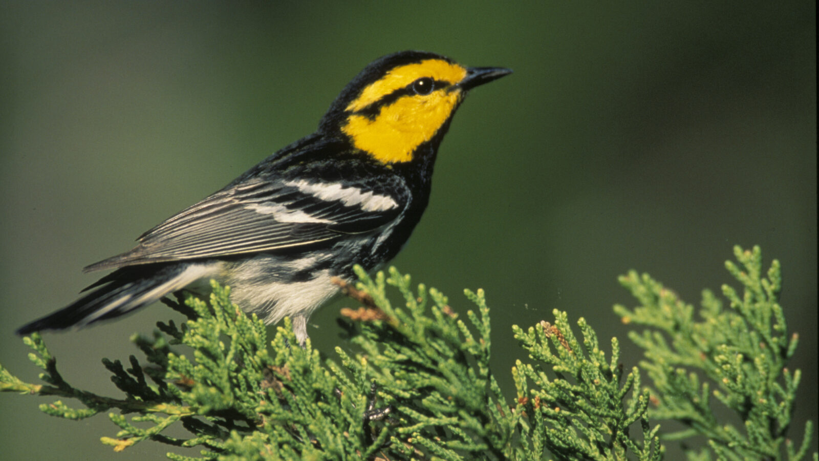 Golden-cheeked Warbler
