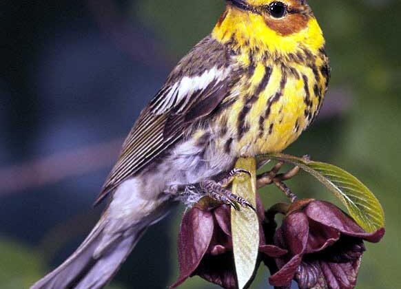 Cape May Warbler