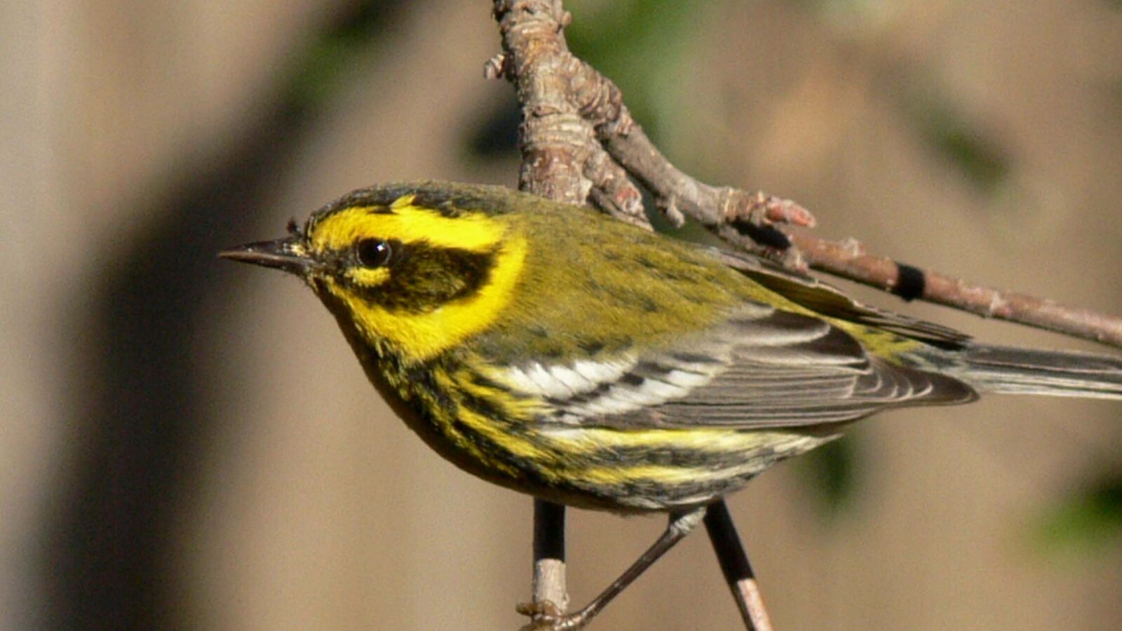 Townsend’s Warbler