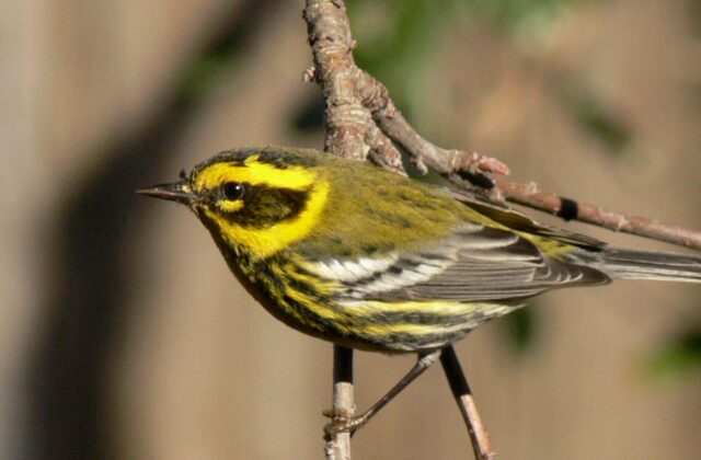 Townsend’s Warbler