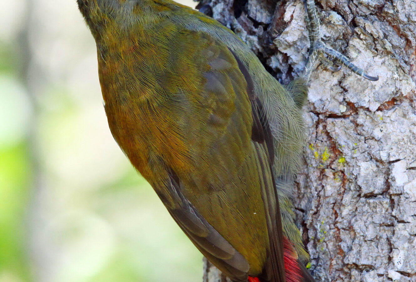 Olive Woodpecker