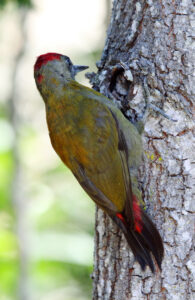 Olive Woodpecker