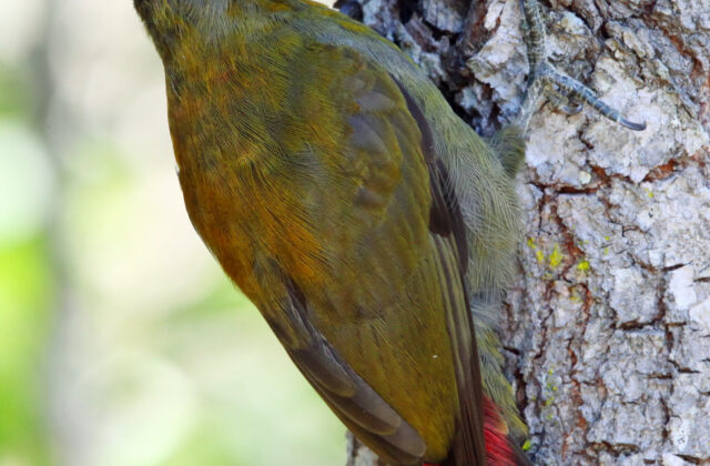 Olive Woodpecker
