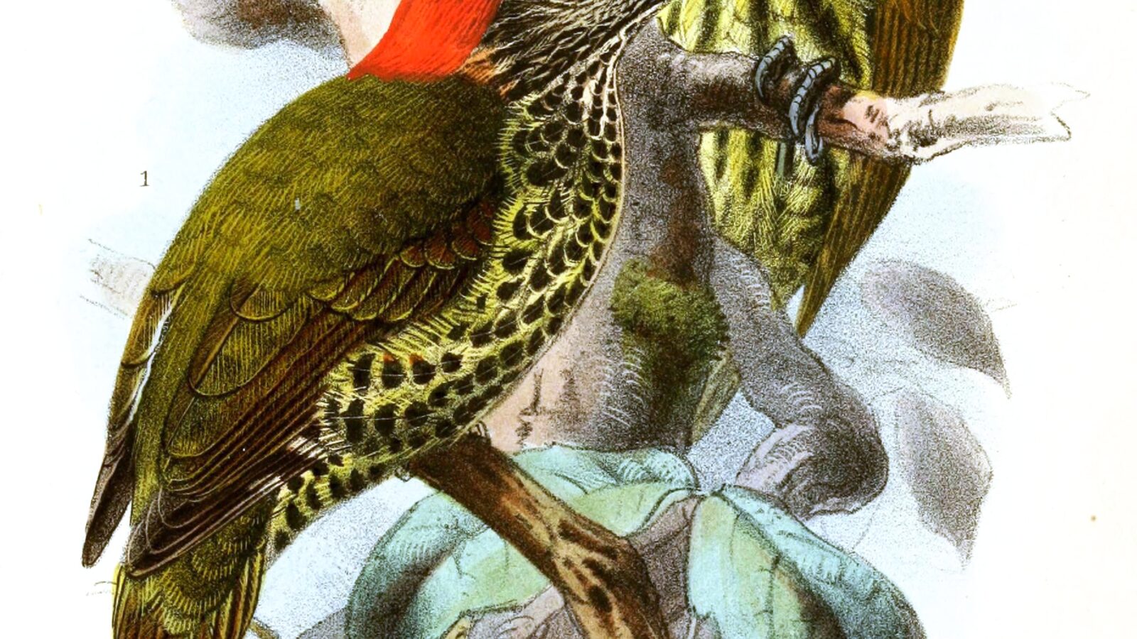 Melancholy Woodpecker