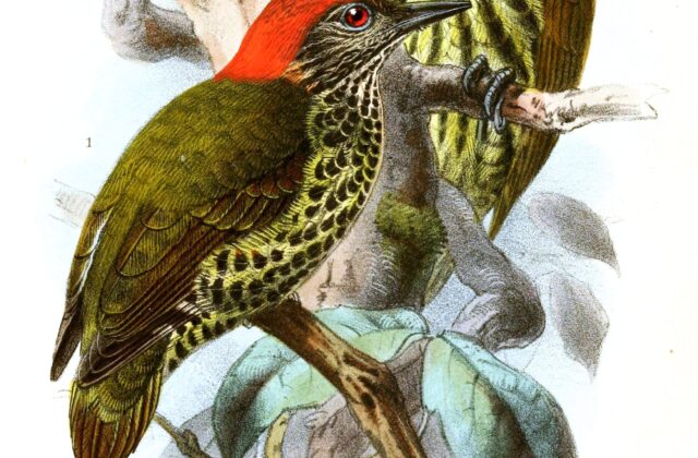 Gabon Woodpecker